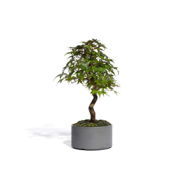 もみじ -Japanese maple- (推定樹齢10年)-M0019- 詳細画像